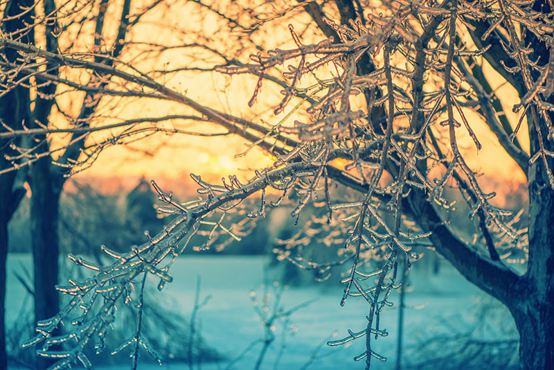 日の光に照らされた凍った枝
