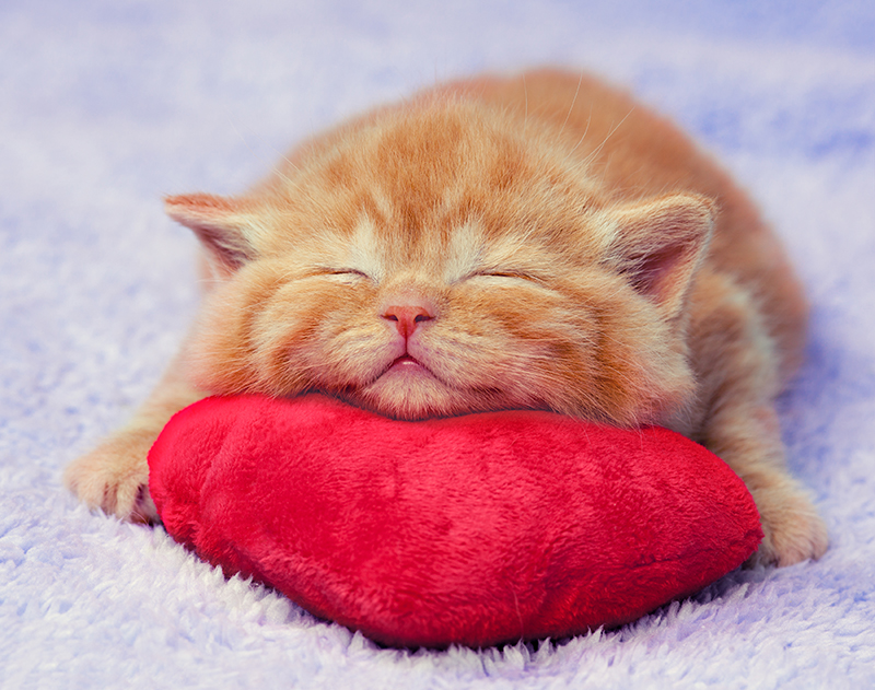 赤いクッションを枕にして眠る子猫