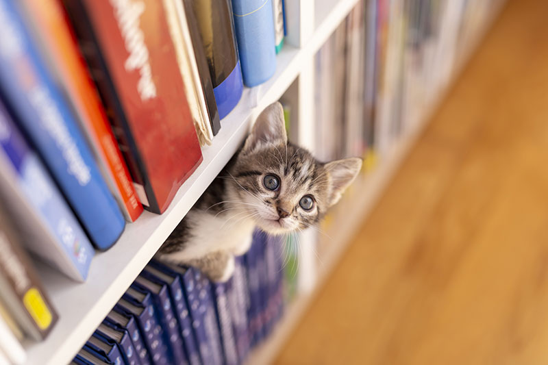 本棚から顏をのぞかせる子猫