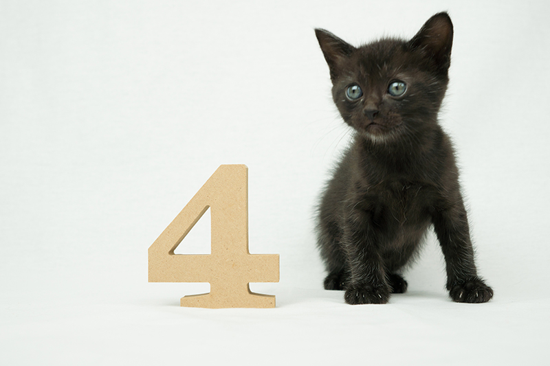 黒猫と数字の４