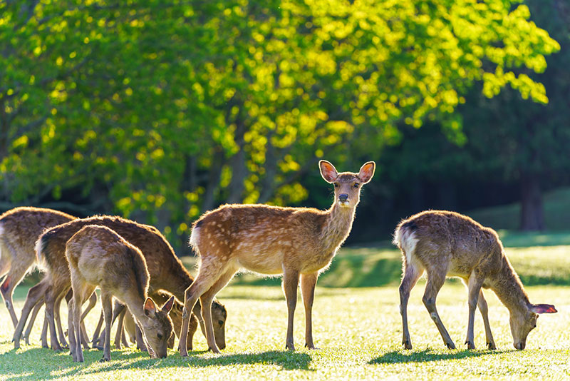 奈良公園にいる鹿たち
